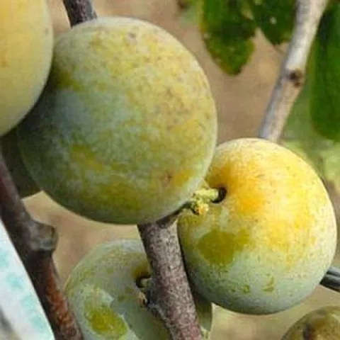 Pruim 'REINE-CLAUDE D'OULLINS'