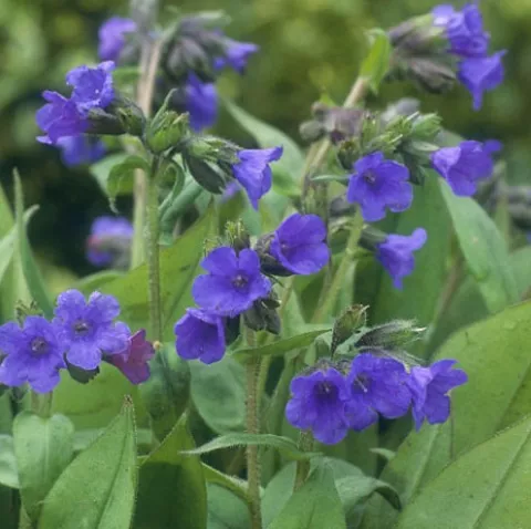 Pulmonaria angust. 'Azurea'