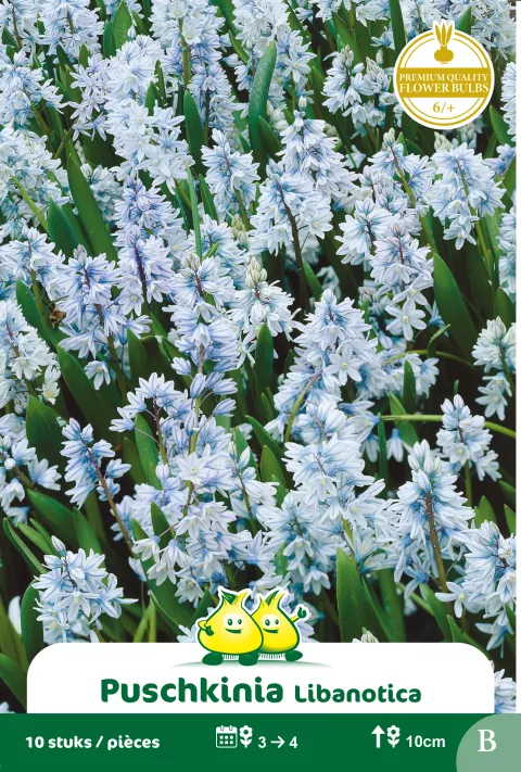Puschkinia 'Libanotica'
