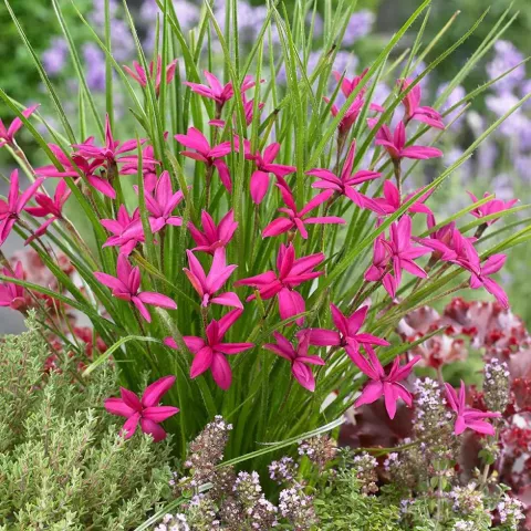 Rhodoxis 'Beverly'