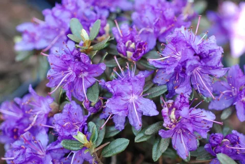 Dwergrhodo 'Azurika'