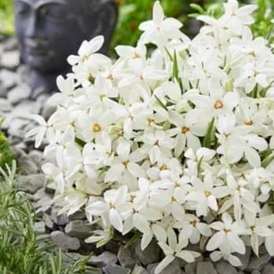 Rhodoxis 'Fairy Snow'