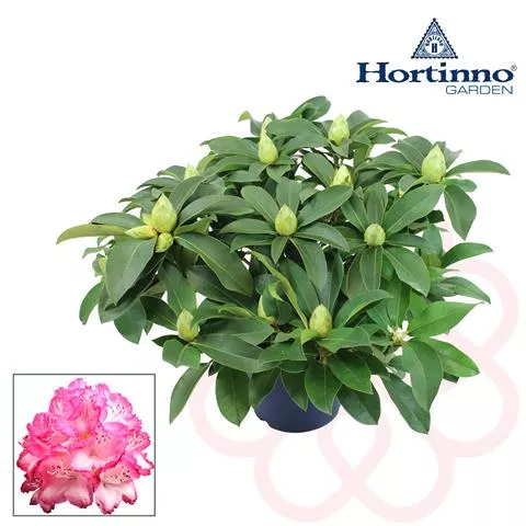 Rhododendron Hortinno® XXL