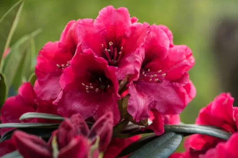 Rhododendron Hortinno® XXL 'Red Devil'