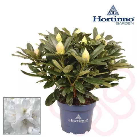 Rhododendron Hortinno® XXL 'White Flamingo'