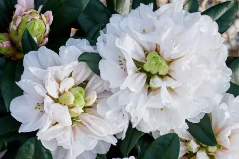 Rhododendron Hortinno® XXL 'White Flamingo'