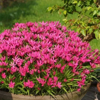 Rhodoxis 'Mrs. Betsy'