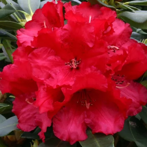 Rhododendron 'Markeeta's Price'