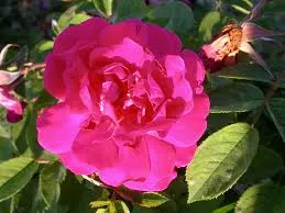 'Parfum de l'Haye' Heesterroos