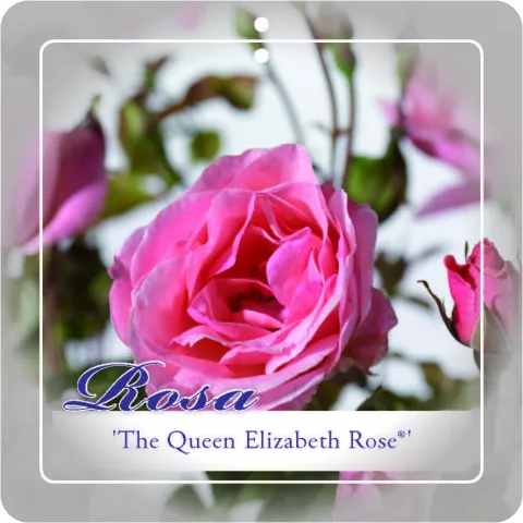 'The Queen Elizabeth Rose'® Rozelaar Grootbloemig