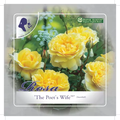 'The Poet's Wife'® Engelse roos Grootbloemig