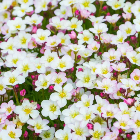 Saxifraga arendsii 'Ice Colours Pearl White'