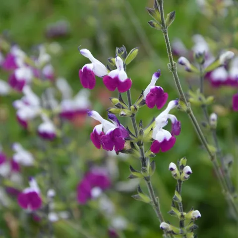Salvia micr. 'Amethyst Lips'