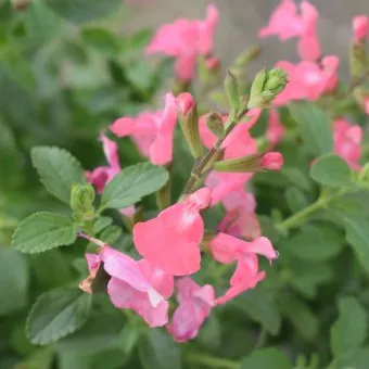 Salvia micr. 'Salvinio Pink'