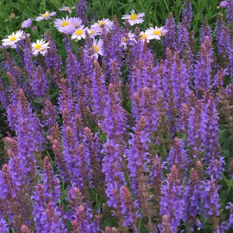 Salvia nem. 'Blauhügel'
