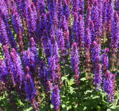 Salvia nem. 'Sensation Deep Blue'