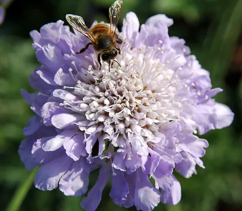 Scabiosa columbaria 'Butterfly Blue'