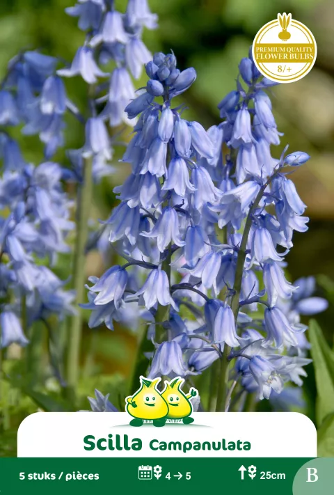Scilla 'Campanulata Blue'