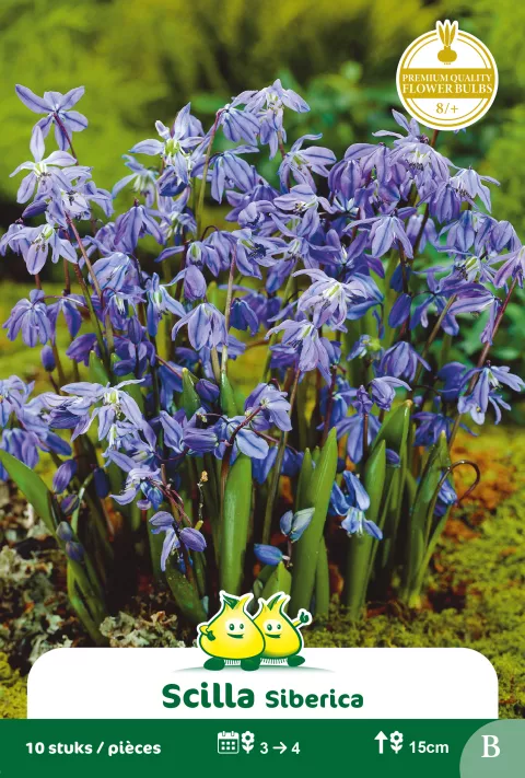 Scilla siberica