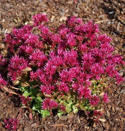 Sedum spur. 'Spot on Deep Rose'