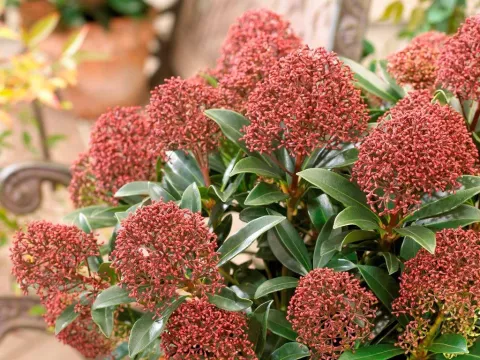 Skimmia japonica Rubesta®