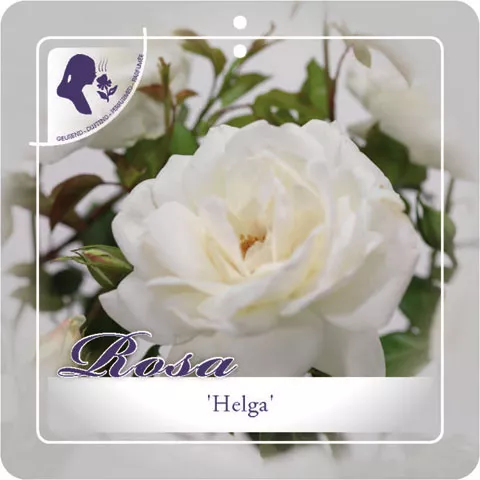 'Helga' Stamroos Grootbloemig