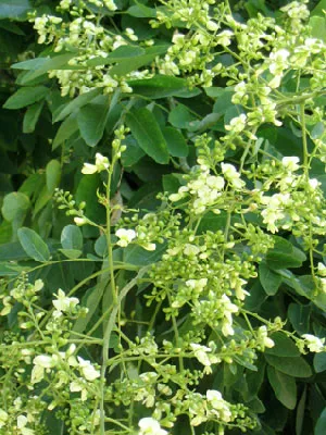 Styrax japonica