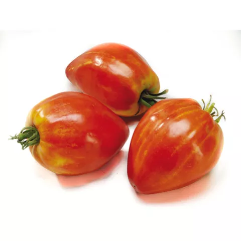 TOMAAT COEUR DE BOEUF