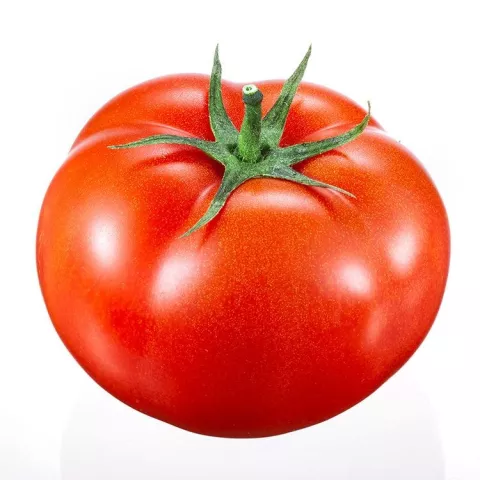 TOMAAT FANTASIO