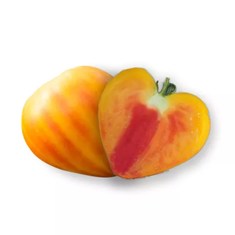 TOMAAT GOURMANSUN F1