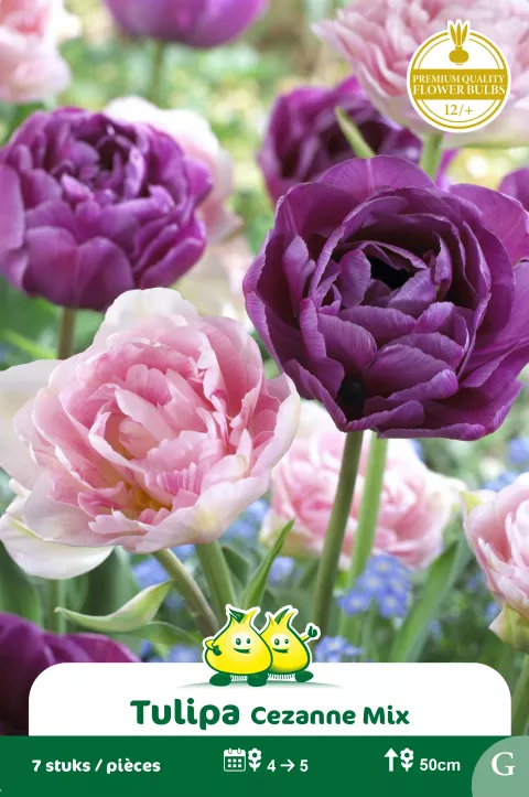 Tulp 'Cezanne Mix'