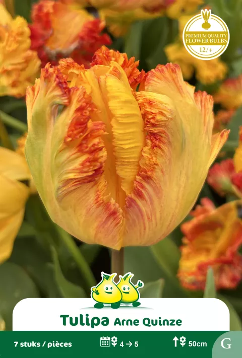 Tulp 'Arne Quinze'