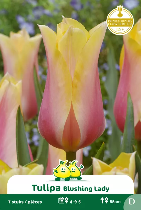 Tulp 'Blushing Lady'
