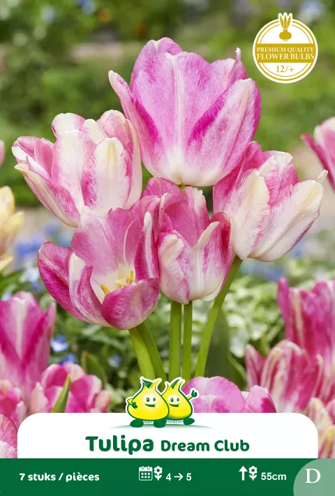 Tulp 'Dream Club'