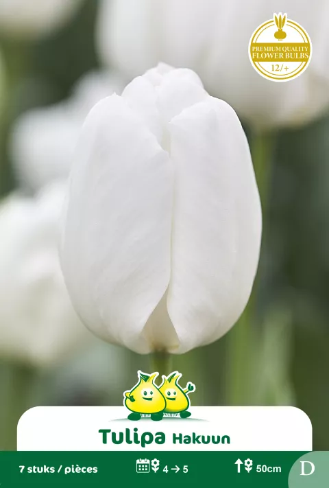 Tulp 'Hakuun'