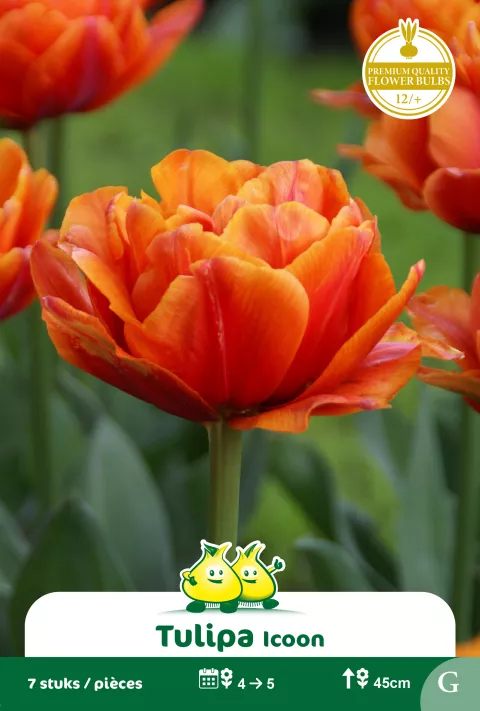 Tulp 'Icoon'