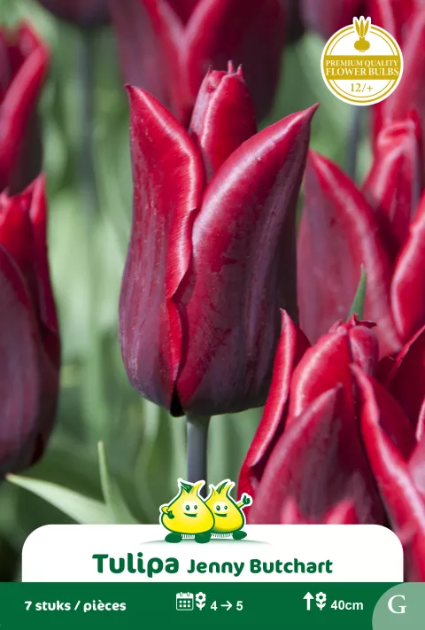 Tulp 'Jenny Butchart'
