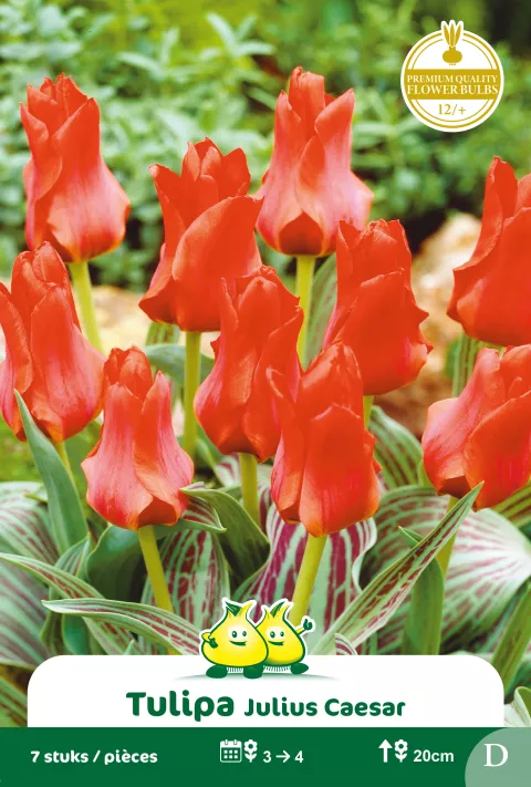 Tulp 'Julius Caesar'