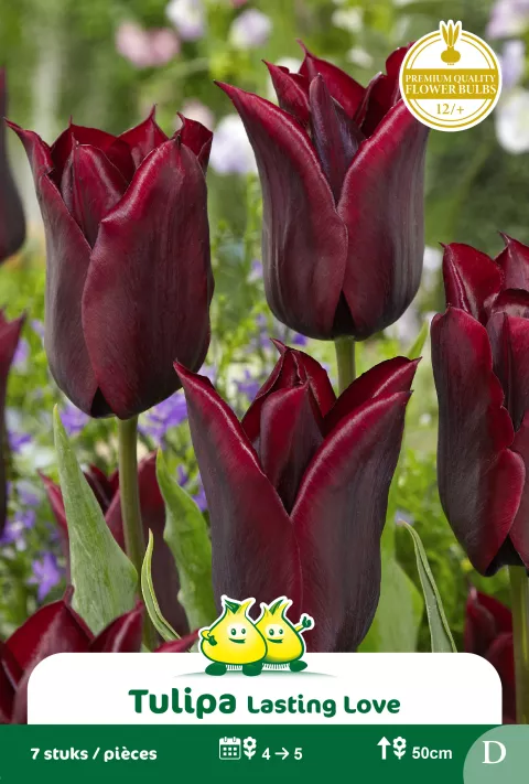 Tulp 'Lasting Love'