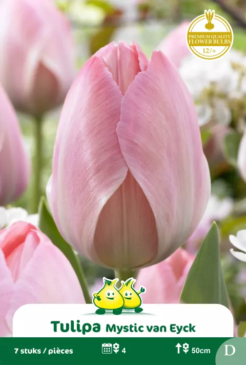 Tulp 'Mystic van Eyck'