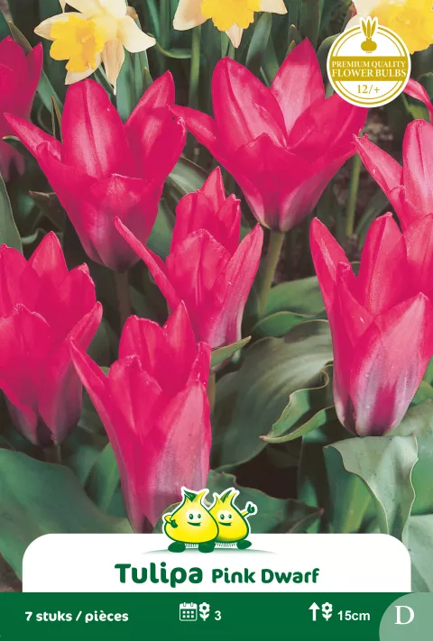 Tulp 'Pink Dwarf'