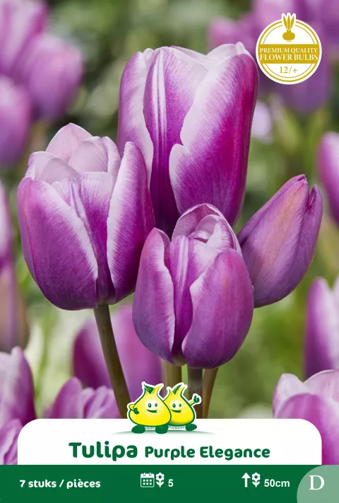 Tulp 'Purple Elegance'