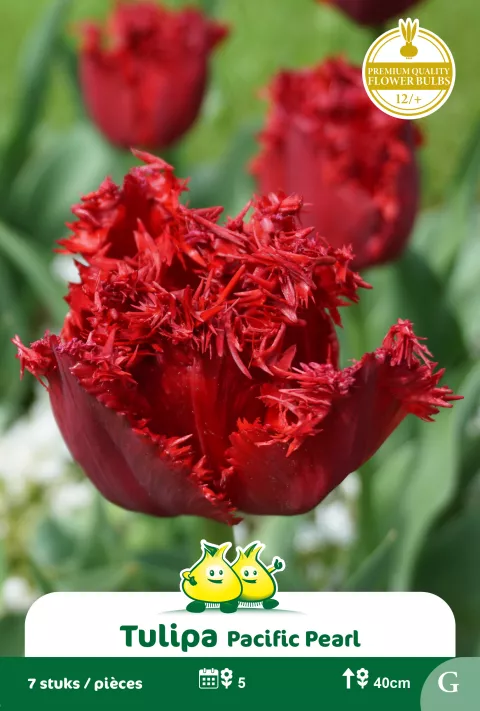 Tulp 'Pacific Pearl'