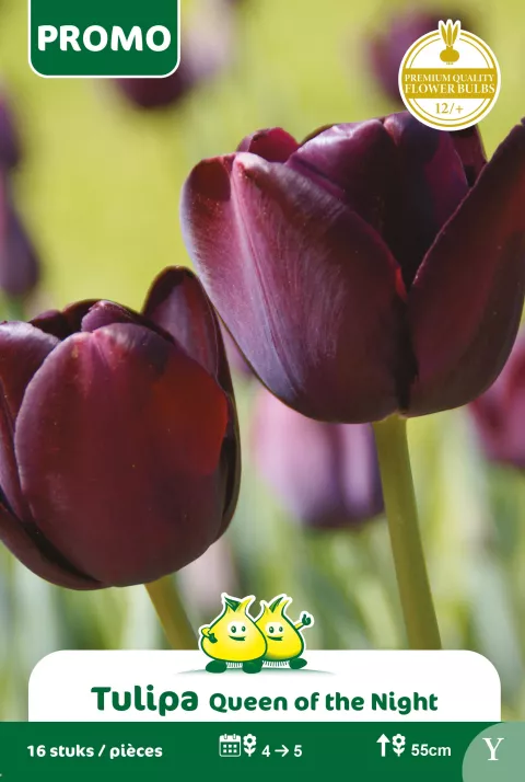 Tulp 'Queen of the Night'