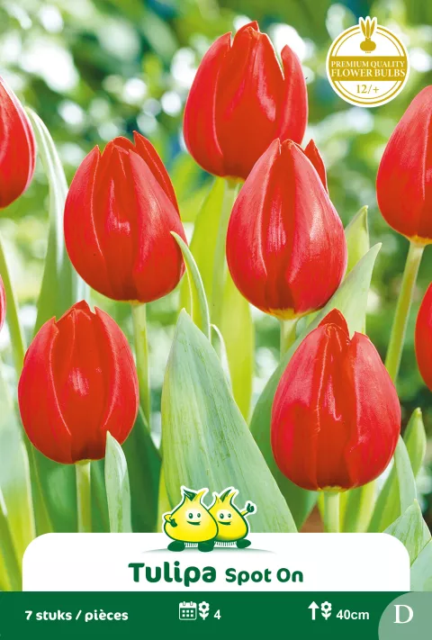Tulp 'Spot On'