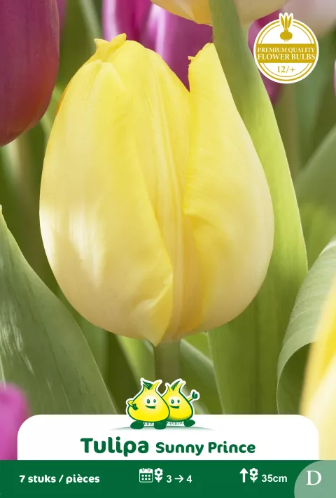 Tulp 'Sunny Prince'
