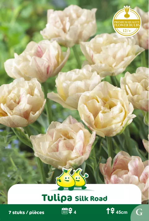 Tulp 'Silk Road'