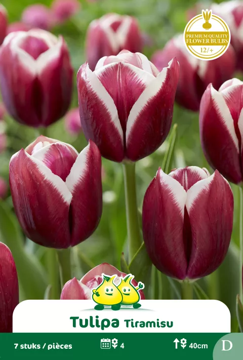 Tulp 'Tiramisu'