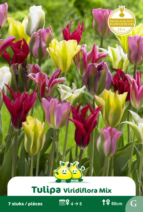 Tulp 'Viridiflora Mix'