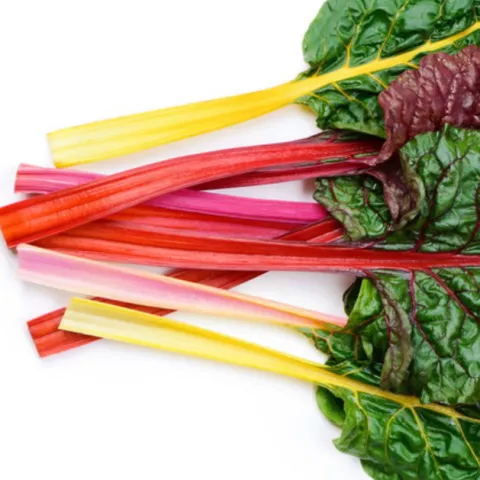 WARMOES REGENBOOGSNIJBIET Beta vulg. 'Rubra'